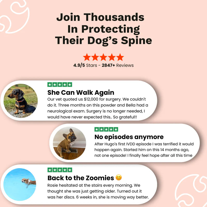 The Paw Parent - Spine & Disc Powder